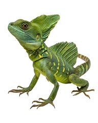 Fototapeta premium Plumed Basilisk Lizard Green Reptile, Exotic Pet, Wildlife, Tropical Creature, Sharp Claws, Unique S