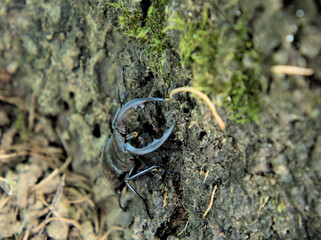 猛暑の7月の真昼に見つけたノコギリクワガタの雄