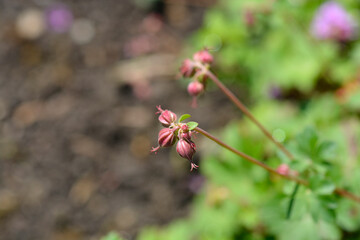 Cambridge Cransesbill flower buds - Latin name - Geranium x cantabrigiense Cambridge