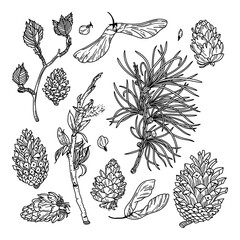 Forest harvest square set with cones, twigs, and seeds on transparent background