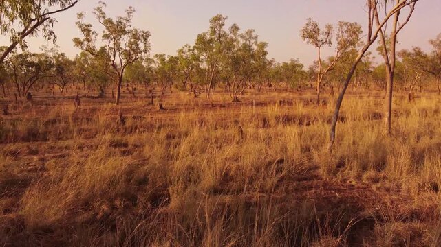 Drone Aerial of Eucalyptus and Dry Grassland &ndash; Low-altitude drone shot of scattered eucalyptus trees and tall dry grass in the remote Australian outback during golden hour light.