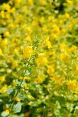Yellow monkey flower - Latin name - Mimulus luteus