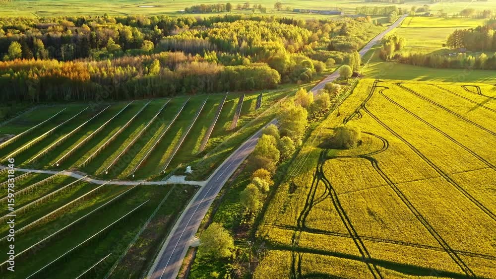 Poster aerial view of countryside road with canola fields, tree rows and visible solar panel array
