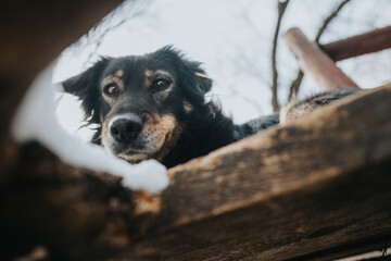The image showcases a curious dog's face peeking through a wooden structure against a snowy winter...