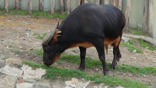 African Forest Buffalo Inside The Wildlife Park. Close-up Shot