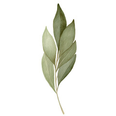 Vibrant Watercolor Rendering of an Ash Leaf &ndash; Artistic Botanical Piece, Isolated on Black