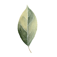 Elegant Watercolor Study of an Ash Leaf – Classic Botanical Artwork on Black