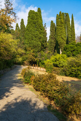 Pathway lined with tall, slender cypress trees and lush greenery, leading through tranquil garden under clear blue sky. Old shady Massandra Park in Crimea.
