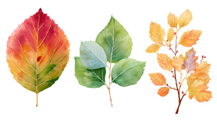 Studio Photograph of Aspen, Poplar and Ash Leaves – High-Resolution Botanical Collection on Black