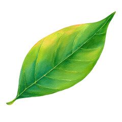 Fototapeta premium Soft Watercolor Painting of an Avocado Leaf – Elegant Botanical Piece, Dark Backdrop