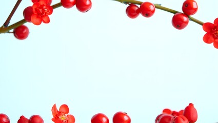 Stock photo of red flowering quince branches and berries on a light blue background