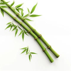 Obraz premium Fresh green bamboo stalks isolated on white background, symbolizing nature, growth, and eco sustainability.