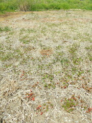 枯草の中に若草生えだす春の休耕地風景