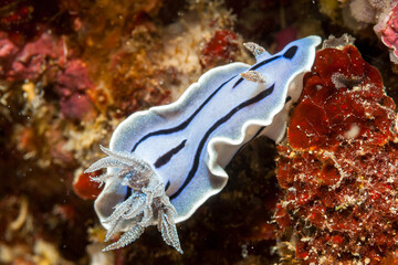 Philippines, Sabang, Puerto Galera, Willan's Chromodoris (Chromodoris willani), Nudibranch