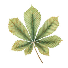Chestnut Leaf Anatomy &ndash; Watercolor Illustration, Transparent