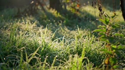 A view of a dense jungle with a muddy path and sunlight streaming through trees - Powered by Adobe