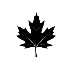 Fototapeta premium Silhouette of a maple leaf