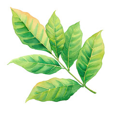 Fototapeta premium Coffee Leaf Detail – Hand-Painted Watercolor, PNG