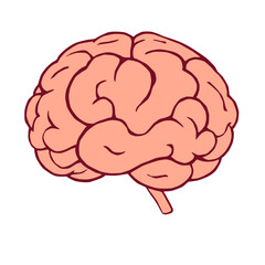 Vector illustration of human brain anatomy in doodle style. Isolated on white background. Ideal for medical, educational, science, and health-related projects.