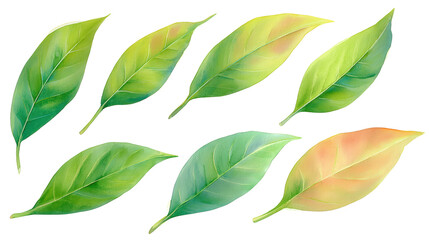 Fototapeta premium Watercolor flat-lay of jasmine leaves in airy arrangement, isolated on transparent background