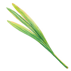 Obraz premium Elegant watercolor study of a single lemongrass blade, isolated on transparent background