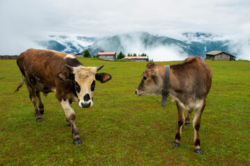 Sal Plateau is a plateau located in Çamlıhemşin district of Rize province. Its altitude is 2070....