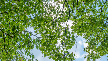 Fresh green maple leaves and blue sky – spring or early summer nature background