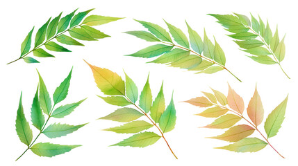 Creative flat-lay of neem leaves in watercolor, isolated on transparent background