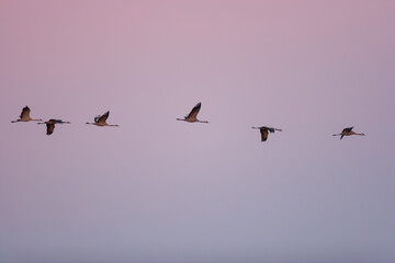 Common cranes (Grus grus) flying at dusk through a pink sky.