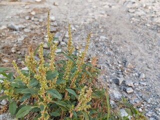 Pigweed (Amaranthus viridis) growing on the side of the road 
