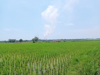 Lush Green Rice Paddy Field with Industrial Smokestack in Background Contrasting Nature and Industry