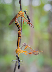 macro, closeup, detail, nature, zoom