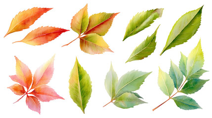 Fototapeta premium Pomegranate Leaf Composition – Watercolor PNG, No Background