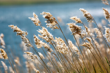 Tall grasses along the water's edge dance in the breeze under a sunny sky, with a blurred background.