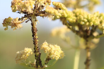 CloseUp View of Delicate Yellow Wildflowers in Their Natural Habitat Environment