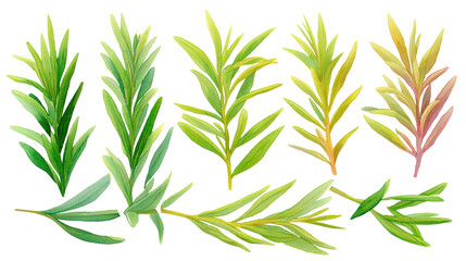 Fresh Rosemary Leaves Composition – Watercolor PNG