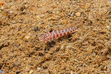 Philippines, Anilao, Caesiura Pygmygoby, 
Trimma caesiura