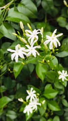Cluster of White Star Jasmine Flowers and Buds Delicate Jasmine Blooms on a Lush Green Vine Fragrant Jasmine in its Natural Habitat Purity and Freshness Blooming Jasmine Bush The Abundance of Star Jas