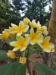 Beautiful Yellow White Plumeria Flowers in Tropical Garden