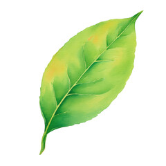 Fototapeta premium Tea Leaf Watercolor Illustration with Fresh Green Tone and Delicate Veins, with Transparent Background