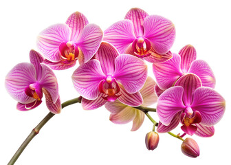A cluster of delicate pink orchid flowers, showcasing their elegant beauty and intricate patterns isolated on transparent background