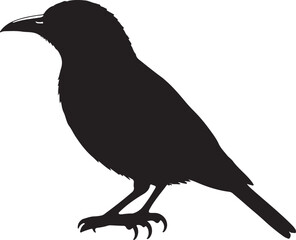 African Golden Oriole in silhouette full white baackground.