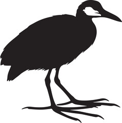 African Jacana in silhouette full white baackground.