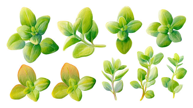 Watercolor Thyme Leaf Array with Natural Green Tones and Subtle Shadows, Isolated