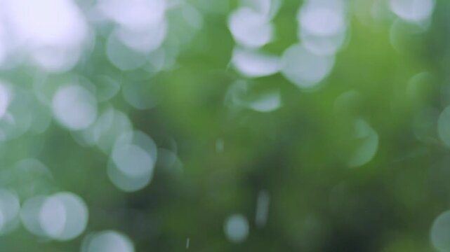 雨　緑　梅雨