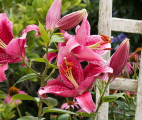 Hardy Oriental Lily ‘Stargazer’ (Lilium orientalis). Popular flamboyant plant in garden with...