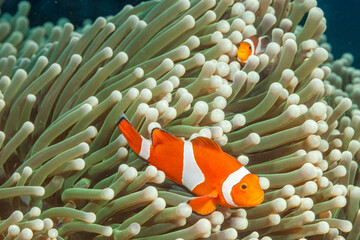 Philippines, Anilao, Ocellaris Clownfish (Amphiprion ocellaris) in Sea Anemone (Heteractis magnifica)