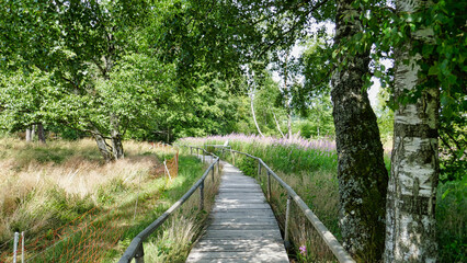 Schwellenweg durch das Schopflocher Torfmoos auf der schw&auml;bischen Alb