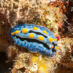 Philippines, Anilao, Nudibranch, Phyllidia varicosa, Sea slug