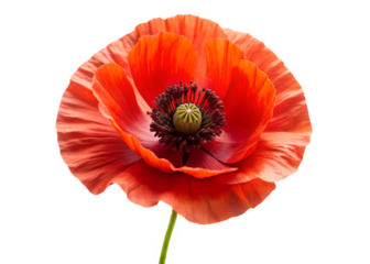 A vibrant red poppy flower is isolated on transparent background, showcasing its delicate petals and intricate center